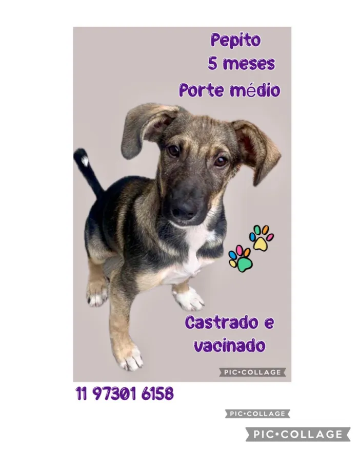 Cachorro ra a SRD-ViraLata idade 2 a 6 meses nome Pepito
