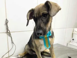 Cachorro raça SRD-ViraLata idade 2 a 6 meses nome Pepito