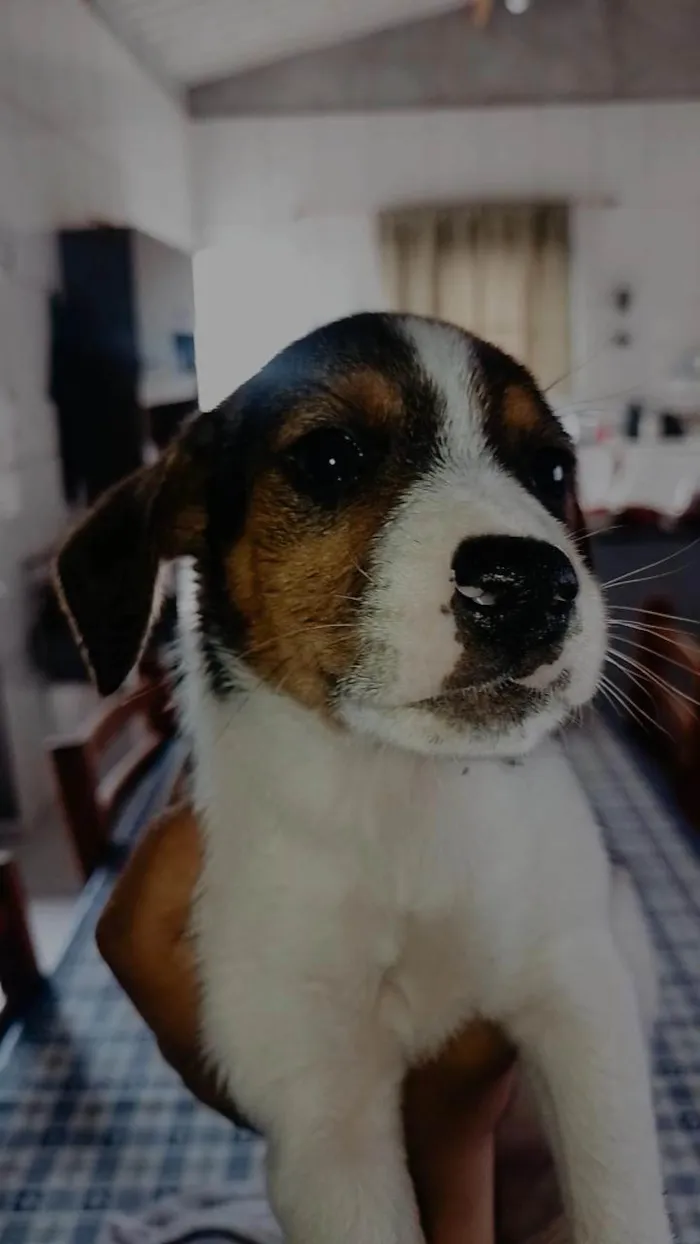 Cachorro ra a SRD-ViraLata idade 2 a 6 meses nome ANA CAROLINA PEREIRA