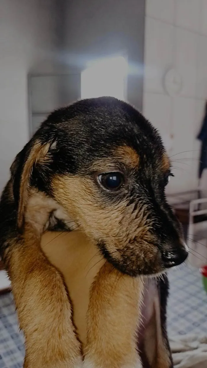 Cachorro ra a SRD-ViraLata idade 2 a 6 meses nome ANA CAROLINA PEREIRA