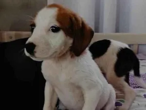 Cachorro raça SRD-ViraLata idade 2 a 6 meses nome ANA CAROLINA PEREIRA