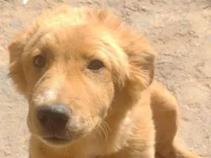 Cachorro raça SRD-ViraLata idade 2 a 6 meses nome Manteiga 