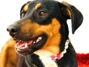 Cachorro raça SRD-ViraLata idade 1 ano nome Amora 