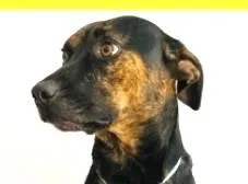 Cachorro raça SRD-ViraLata idade 1 ano nome Tubarão 