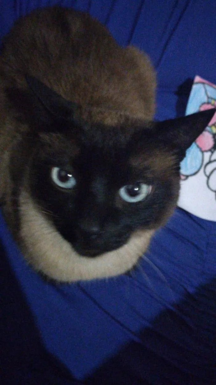 Gato ra a Siamês idade 1 ano nome Nick lindo e bonzinho 