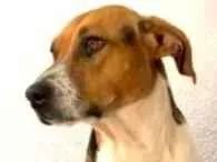 Cachorro raça SRD-ViraLata idade 1 ano nome Tempestade 