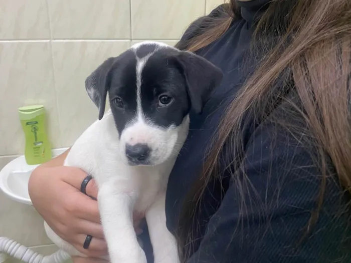 Cachorro ra a SRD-ViraLata idade 2 a 6 meses nome Pandora 