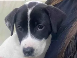 Cachorro raça SRD-ViraLata idade 2 a 6 meses nome Pandora 