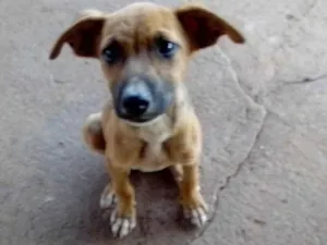 Cachorro raça SRD-ViraLata idade 2 a 6 meses nome .....