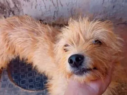 Cachorro raça Shitzu idade 2 anos nome Fera