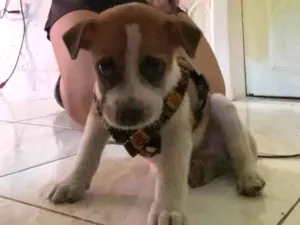 Cachorro raça SRD-ViraLata idade Abaixo de 2 meses nome Felca