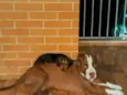 CHAPO