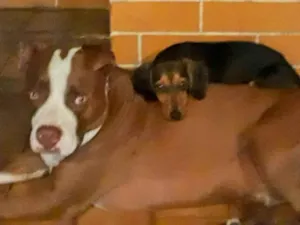 Cachorro raça Pit-Bull idade 2 anos nome CHAPO 