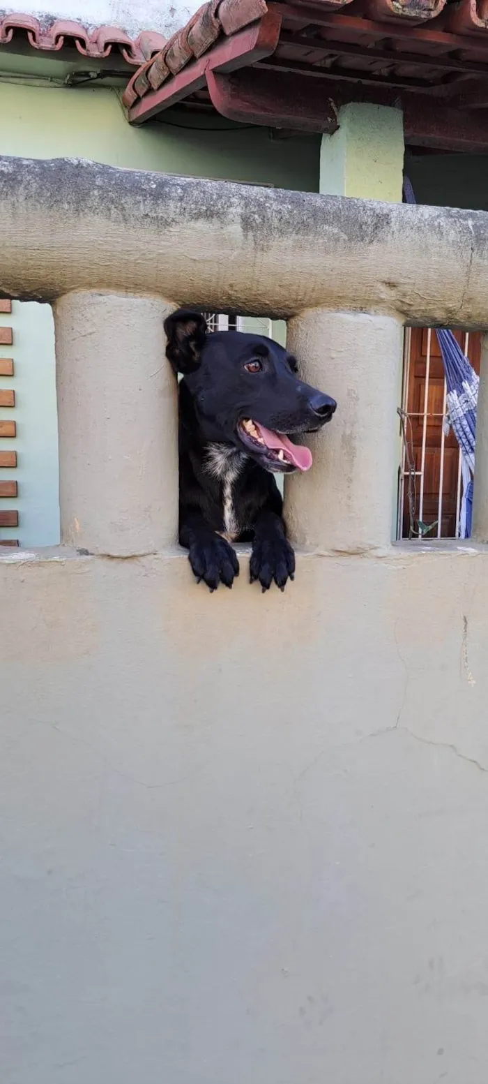 Cachorro ra a SRD-ViraLata idade 2 anos nome Amora