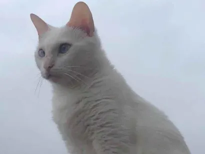 Gato raça SRD-ViraLata idade 3 anos nome Amora