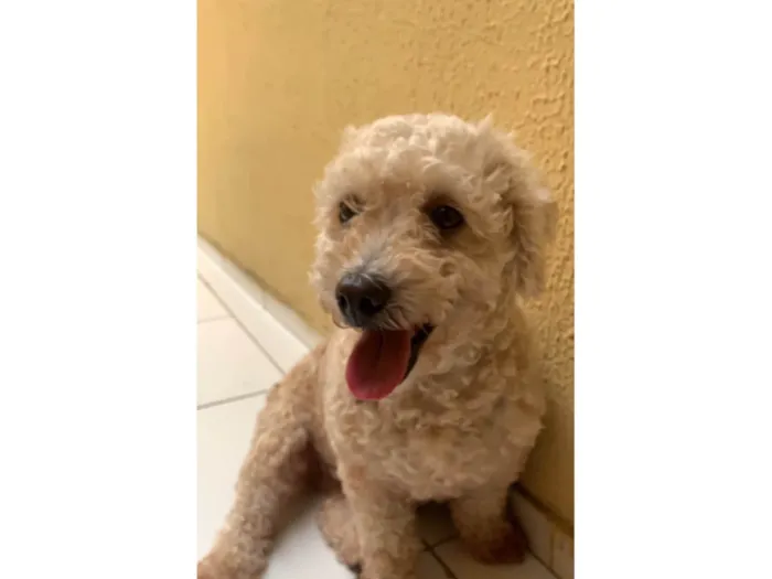 Cachorro ra a Poodle idade 7 a 11 meses nome Cadela da raça poodle