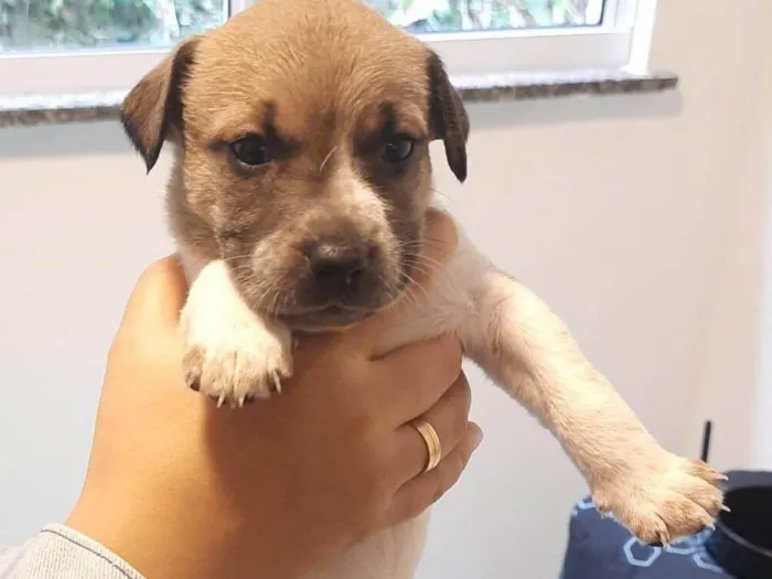 Cachorro ra a SRD-ViraLata idade Abaixo de 2 meses nome Bebê