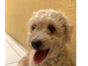 Cachorro raça Poodle idade 7 a 11 meses nome Cadela da raça poodle