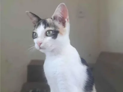 Gato raça SRD-ViraLata idade 2 a 6 meses nome Sem nome