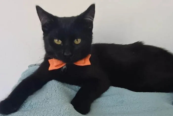 Gato ra a SRD-ViraLata idade 2 a 6 meses nome PANTERA MACHO