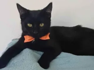 Gato raça SRD-ViraLata idade 2 a 6 meses nome PANTERA MACHO