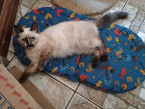 Gato raça SRD-ViraLata idade 2 a 6 meses nome Merida