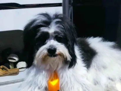 Cachorro raça Shitzu idade 2 anos nome Beethoven