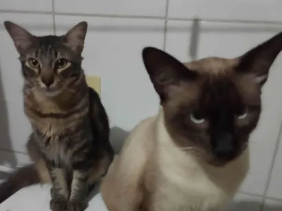 Gato raça SRD-ViraLata idade 7 a 11 meses nome Kiko