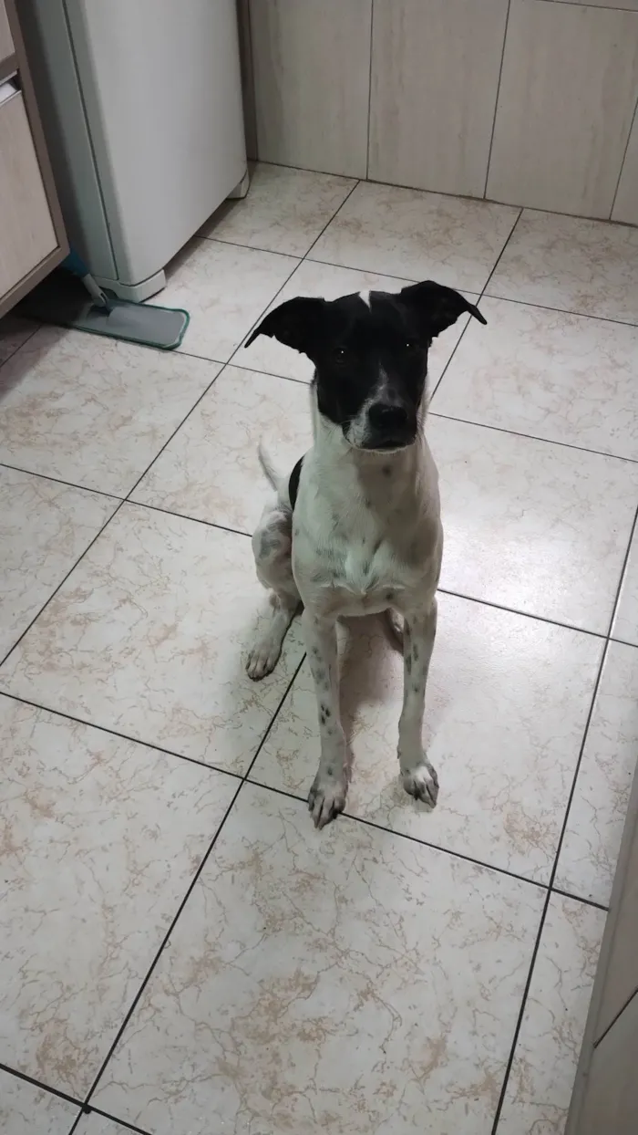 Cachorro ra a SRD-ViraLata idade 1 ano nome Mingau