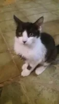 Otto