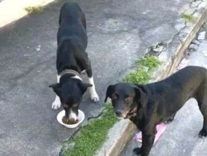 Cachorro raça SRD-ViraLata idade 5 anos nome Thor e  Bela 