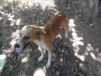 Cachorro raça SRD-ViraLata idade 5 anos nome Ralf