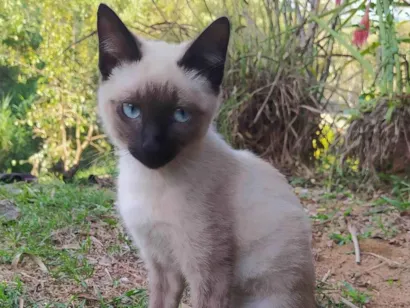 Gato raça Siamês idade 7 a 11 meses nome Polo e Poly