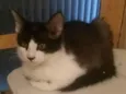Otto