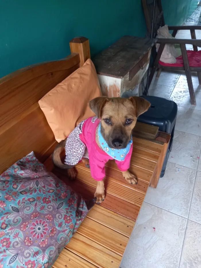 Cachorro ra a SRD-ViraLata idade 7 a 11 meses nome Theodoro,caramelo.