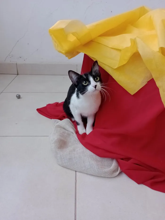Gato ra a SRD-ViraLata idade 2 a 6 meses nome Gigi