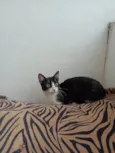 Gigi