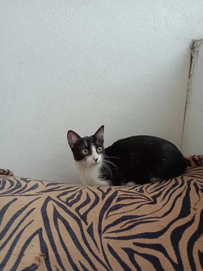 Gato ra a SRD-ViraLata idade 2 a 6 meses nome Gigi