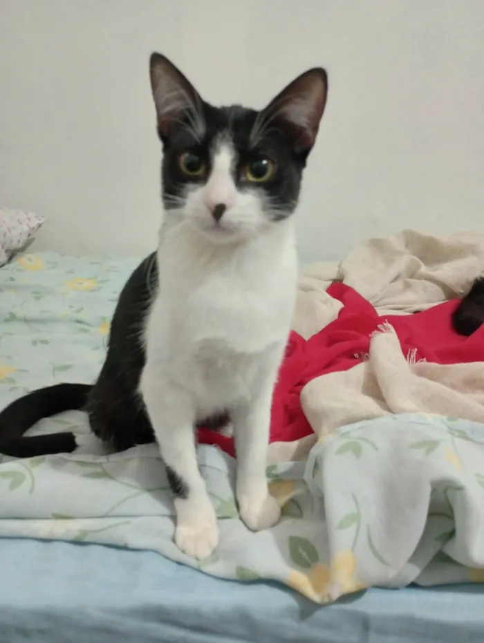 Gato ra a SRD-ViraLata idade 2 a 6 meses nome Gigi