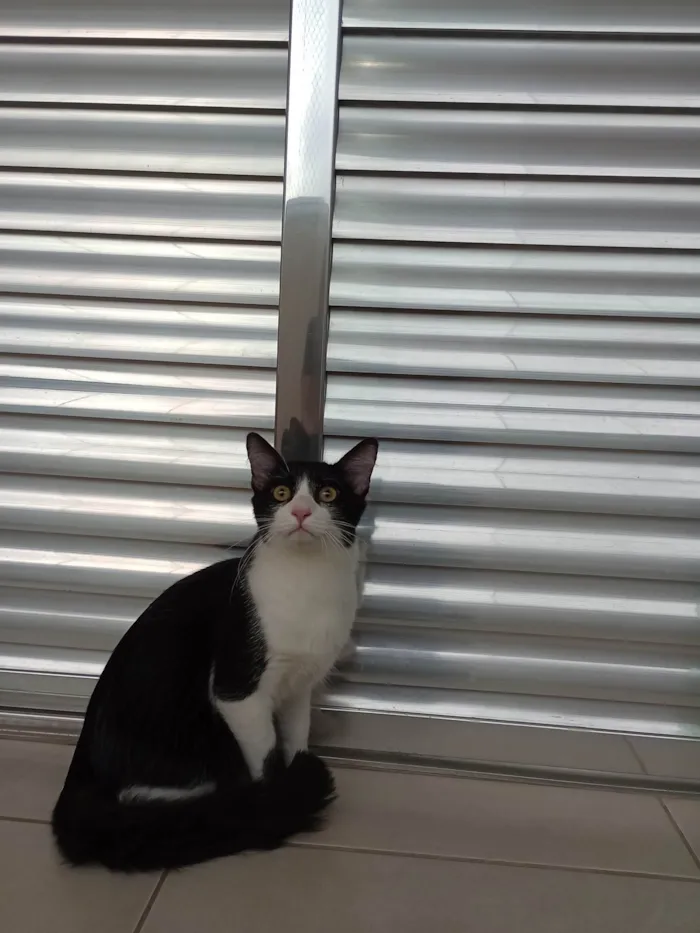 Gato ra a SRD-ViraLata idade 2 a 6 meses nome Theo