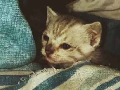 Gato raça SRD-ViraLata idade Abaixo de 2 meses nome Mia??