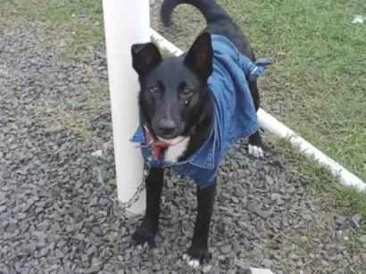 Cachorro raça Border Collie  idade 2 a 6 meses nome Rayla 