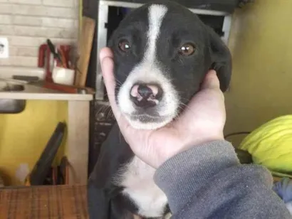 Cachorro raça SRD-ViraLata idade 2 a 6 meses nome Filhote para adoção