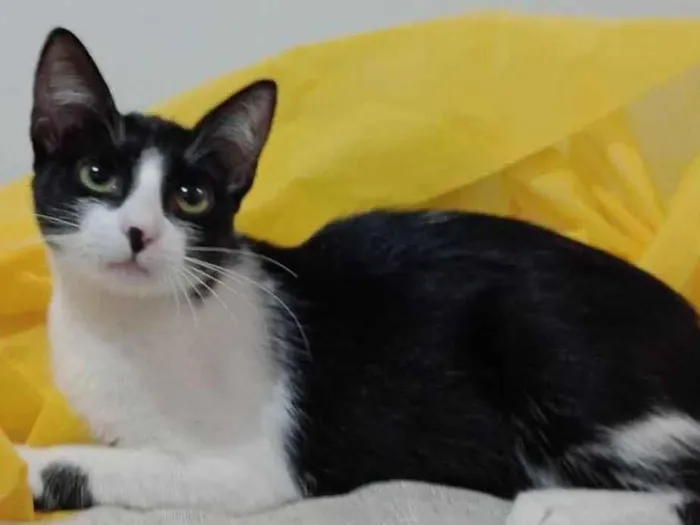 Gato ra a SRD-ViraLata idade 2 a 6 meses nome Gigi