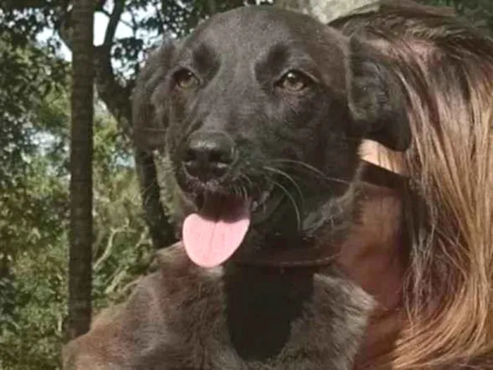 Cachorro ra a SRD-ViraLata idade 2 anos nome monalisa