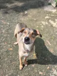 Maia