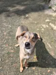 Maia