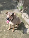 Maia