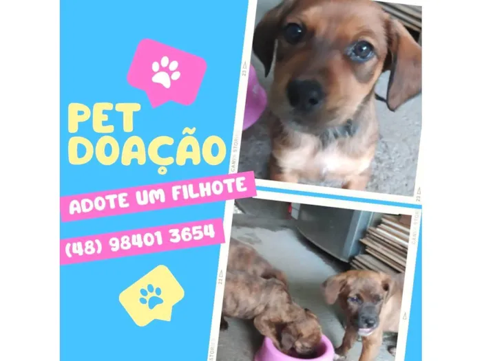 Cachorro ra a SRD-ViraLata idade 2 a 6 meses nome Filhotes para doação responsável