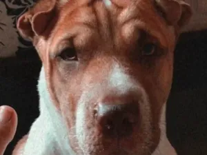 Cachorro raça Shar Pei idade 4 anos nome Apollo